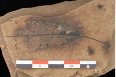 Foto (Detailsansicht) von Quercus palaeoilex Ettingshausen (NHMW-GEO-2024-0188-0916)